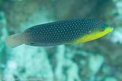BD-120424-Marsa-Alam-6399-Anampses-twistii.-Bleeker.-1856-[Yellowbreasted-wrasse].jpg